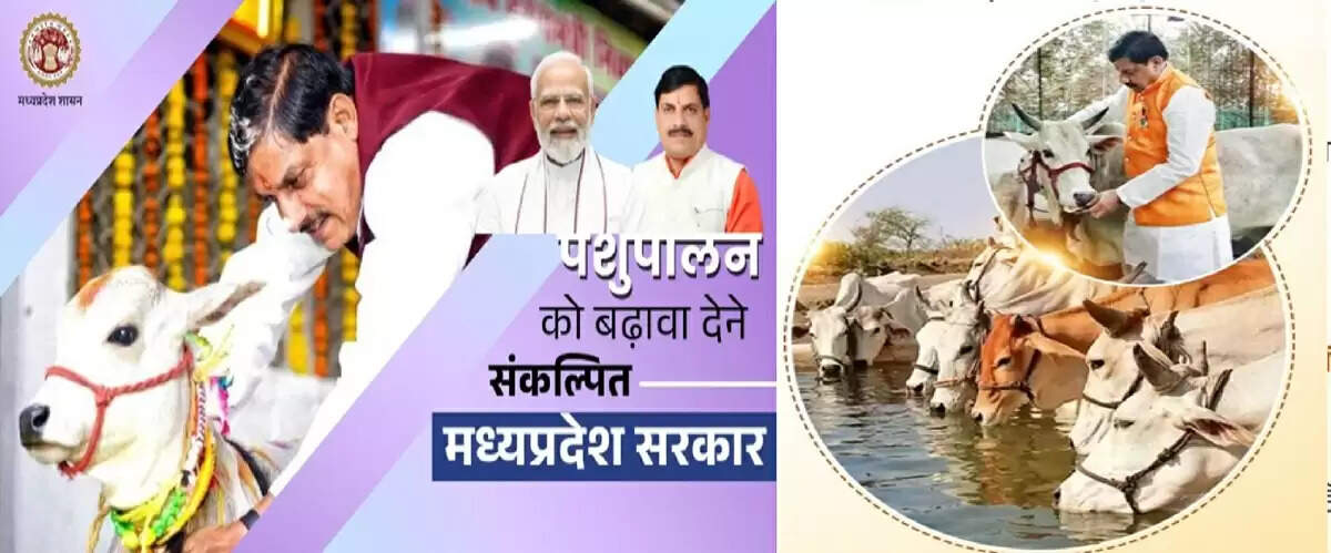 मप्र में कामधेनु योजना ने किया बड़ा काम, 2150 गौशालाओं से 4 लाख से अधिक गोवंश का हुआ संरक्षण