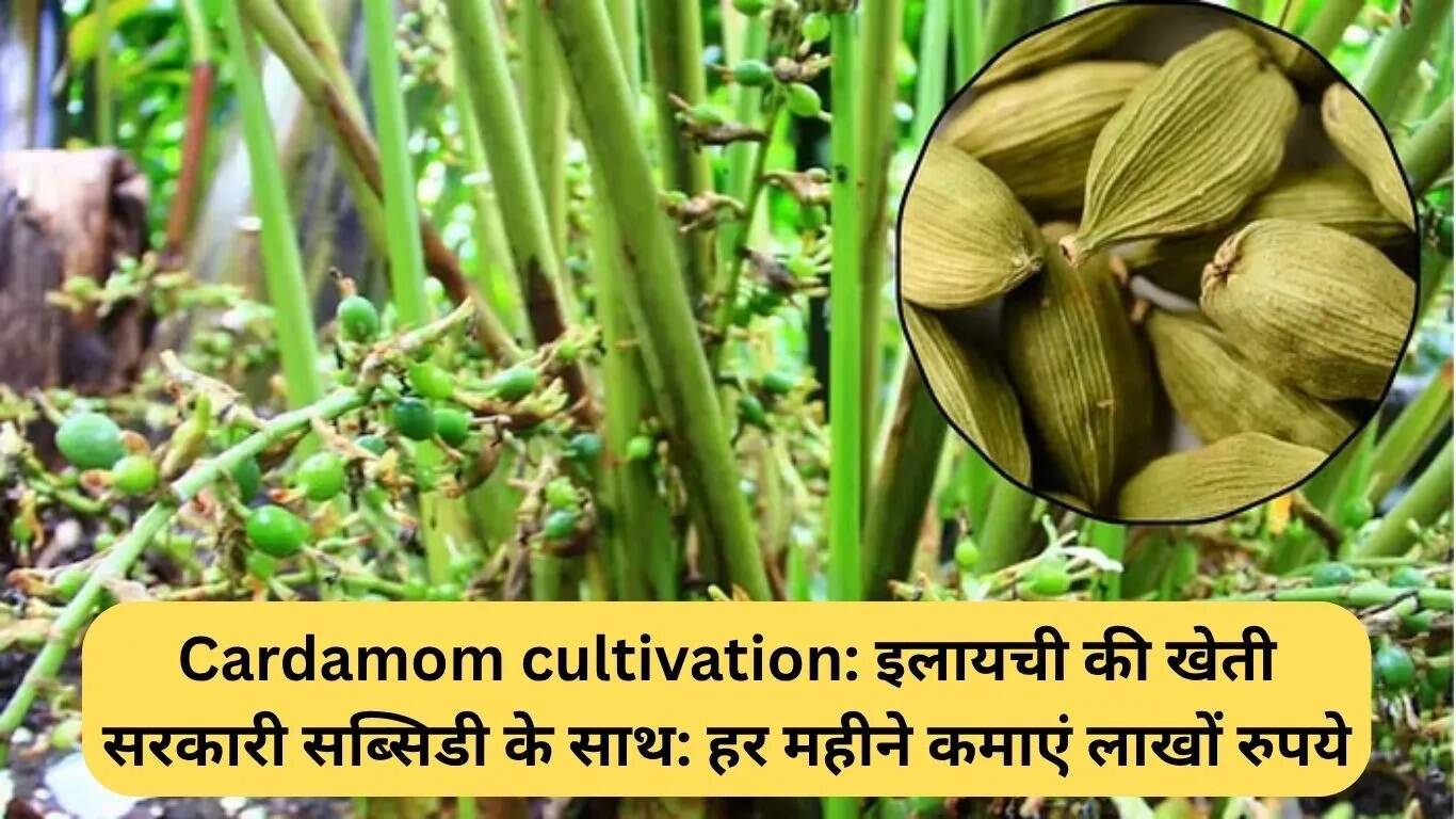 इलायची की खेती: सरकारी सहायता से कमाएं लाखों रुपये हर महीने