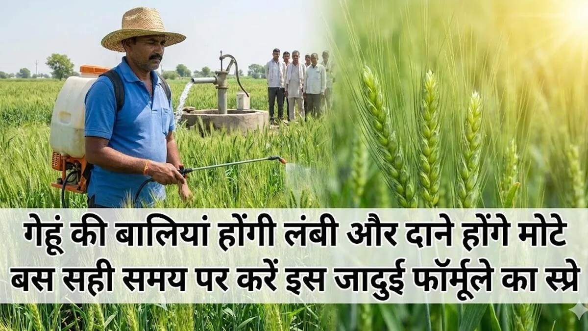 गेहूं की फसल के लिए पोषण के महत्वपूर्ण उपाय
