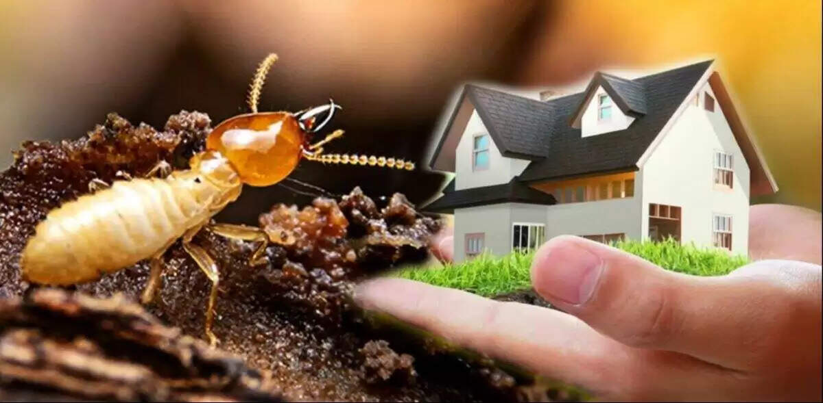 घर में चूहों और कॉकरोचों से छुटकारा पाने का आसान घरेलू उपाय