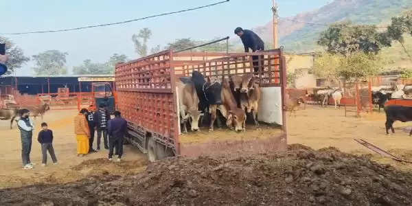 Action of police and cow protectors on the expressway in Alwar, cattle smugglers ran away leaving 24 cows in the center.