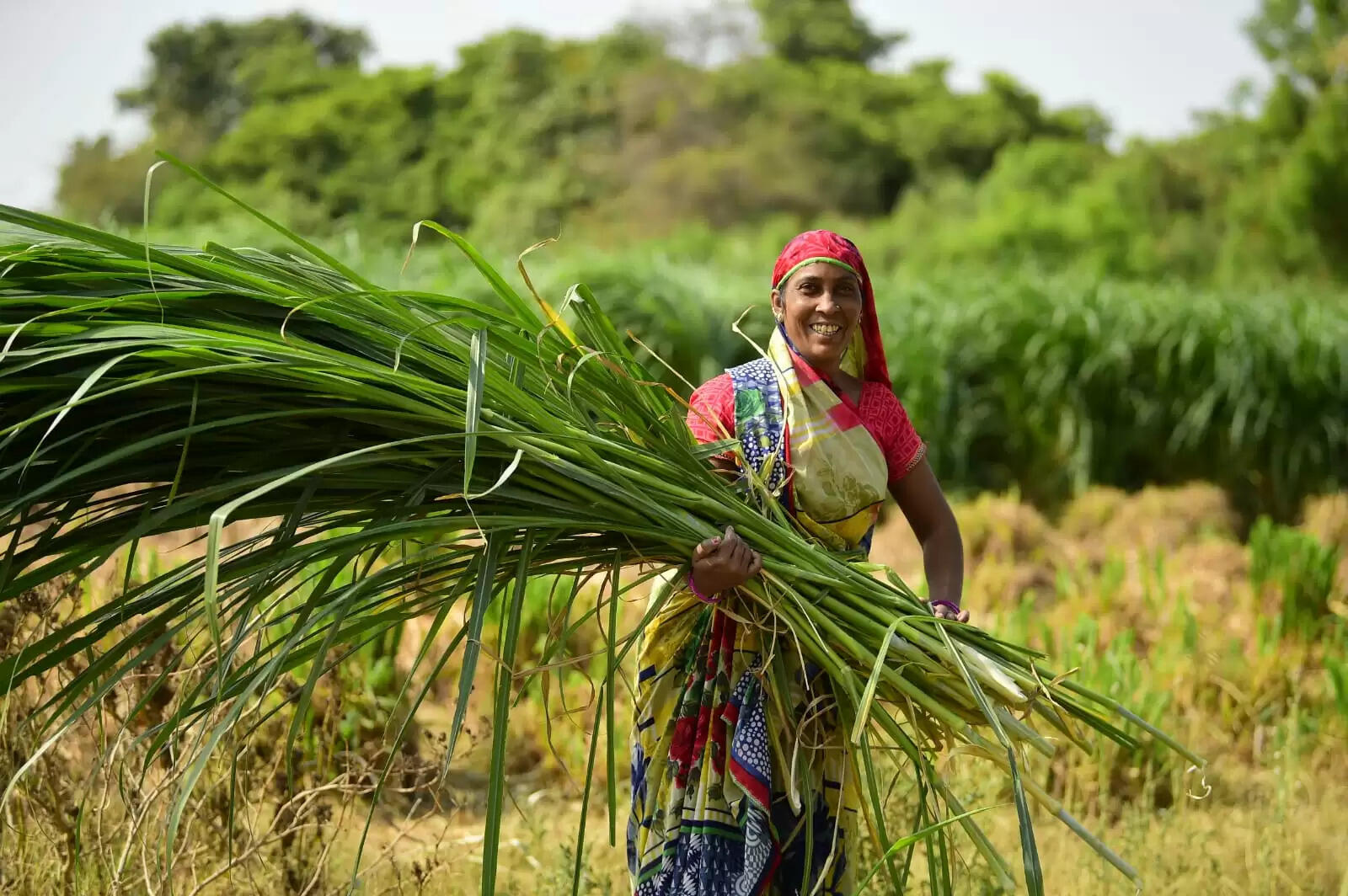 पशुपालन क्षेत्र में नारी शक्ति : गुजरात के डेयरी उद्योग के विकास में लाखों महिला पशुपालक दे रही हैं अभूतपूर्व योगदान