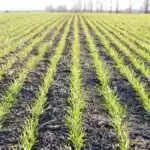 गेहूं की खेती के लिए महत्वपूर्ण सुझाव: पैदावार बढ़ाने के उपाय