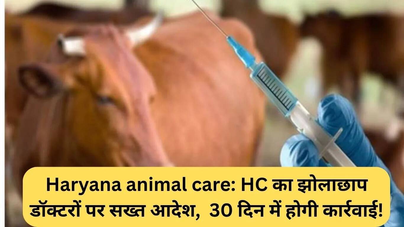 हरियाणा में पशु चिकित्सा सेवाओं पर हाईकोर्ट का सख्त आदेश