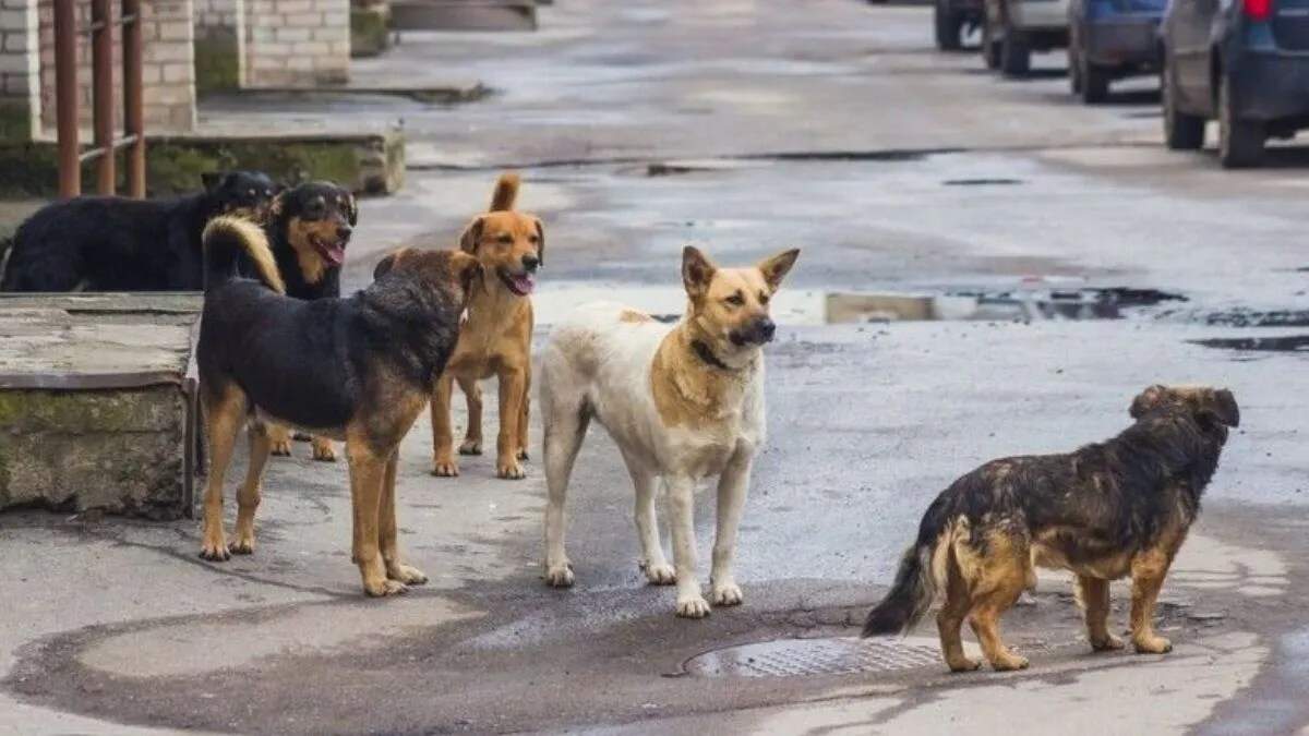 अंबाला में कुत्तों की नसबंदी का कार्य जल्द शुरू होगा