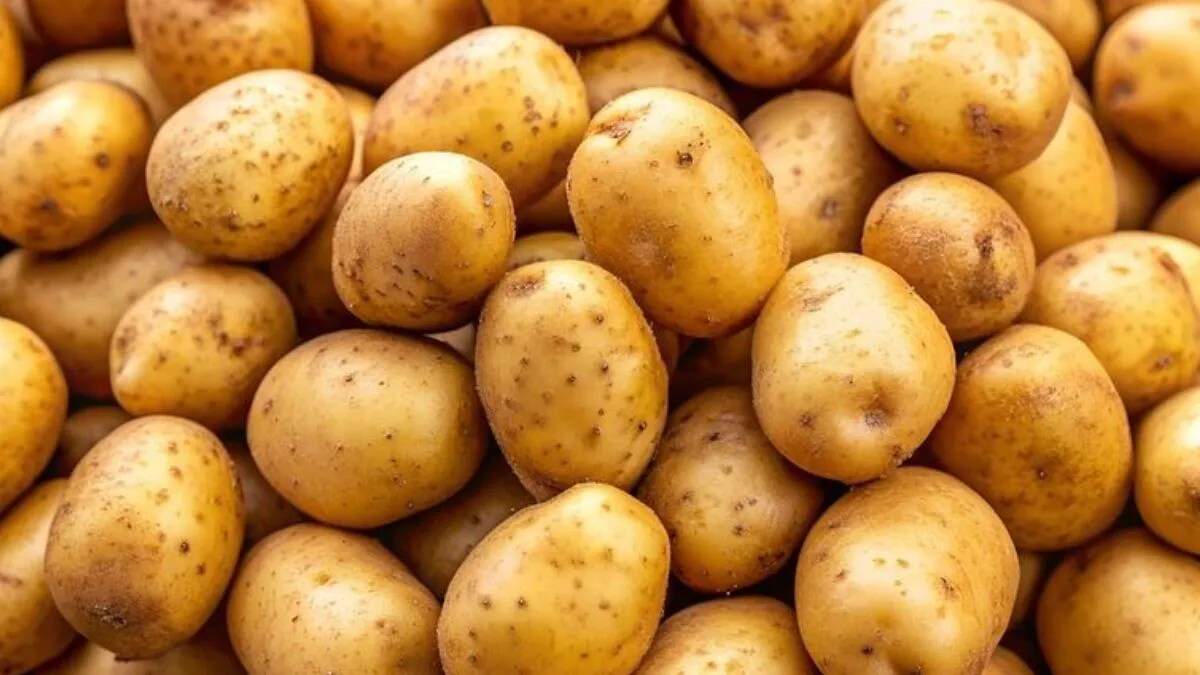 पिपली मंडी में आलू की नई फसल की शुरुआत, कीमतें 2005 रुपये प्रति क्विंटल तक पहुंचीं