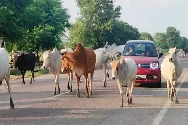 हिमाचल प्रदेश में निराश्रित गोवंश के कल्याण के लिए 14.68 करोड़ रुपये की सहायता