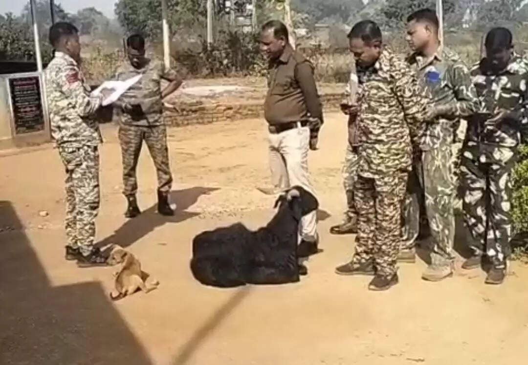 पुलिस थाने में एक बकरा 13 साल से बिना वेतन निभा रहा ड्यूटी, बलरामपुर पुलिस का सबसे अनोखा जवान