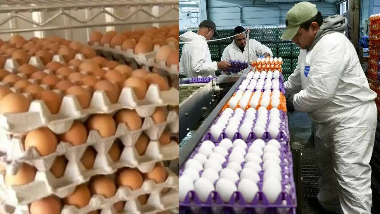 सर्दियों में अंडों की कीमतों में भारी वृद्धि, जानें कारण