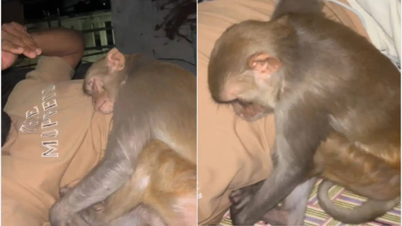 सोशल मीडिया पर वायरल हुआ युवक और बंदर का मजेदार वीडियो