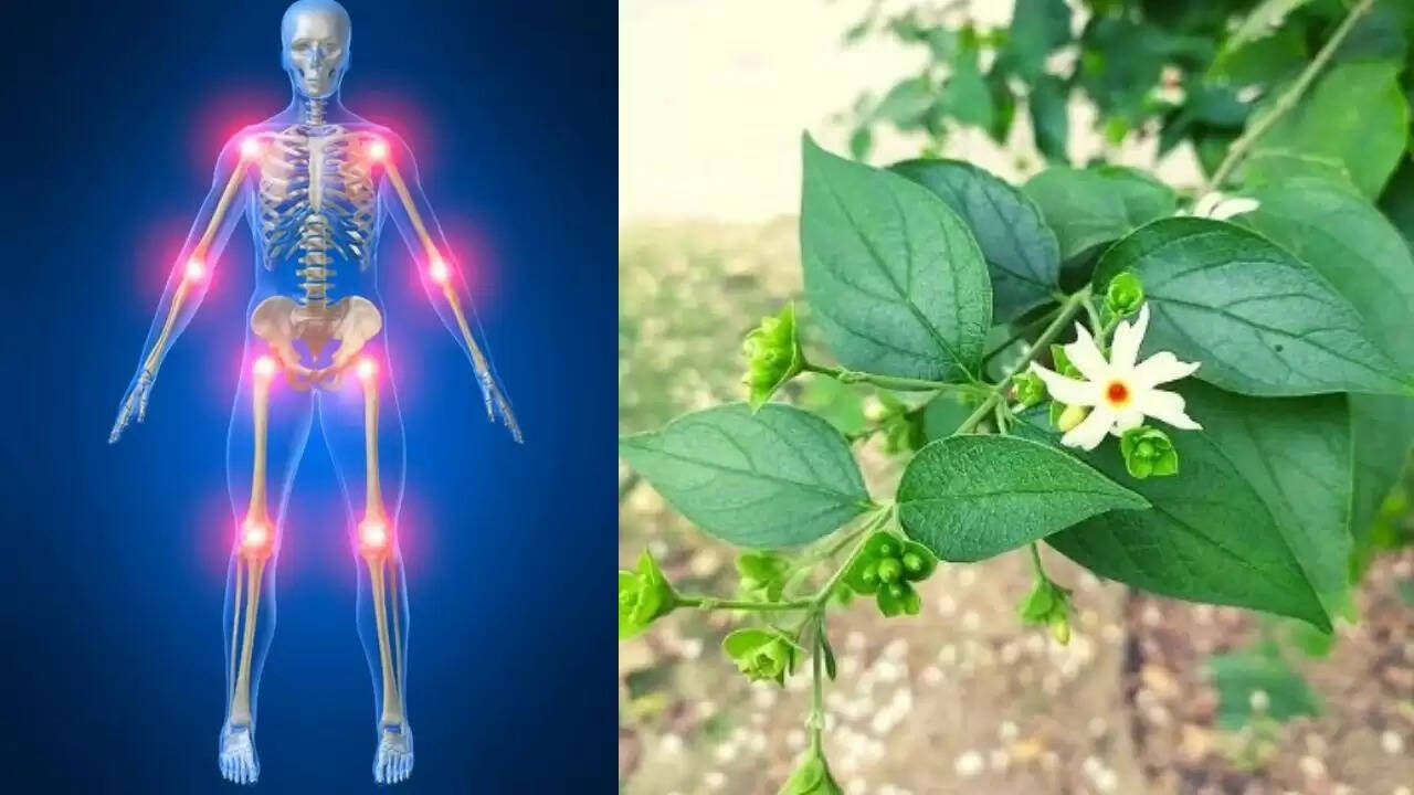 सर्दियों में जोड़ों के दर्द से राहत के लिए हरसिंगार का उपयोग