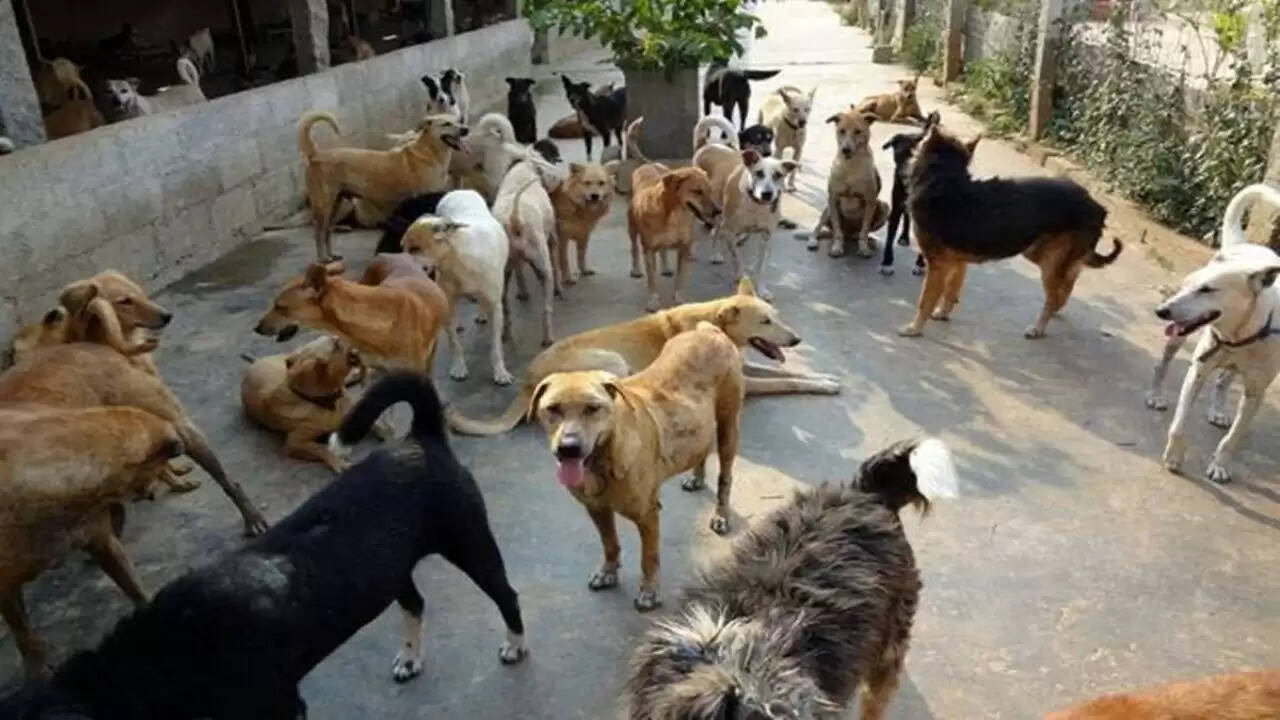 दिल्ली में आवारा कुत्तों के प्रबंधन के लिए सुप्रीम कोर्ट का सख्त आदेश