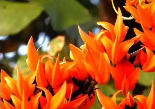 आयुर्वेदिक पौधे से पाएं स्वास्थ्य लाभ: पलाश के फायदे