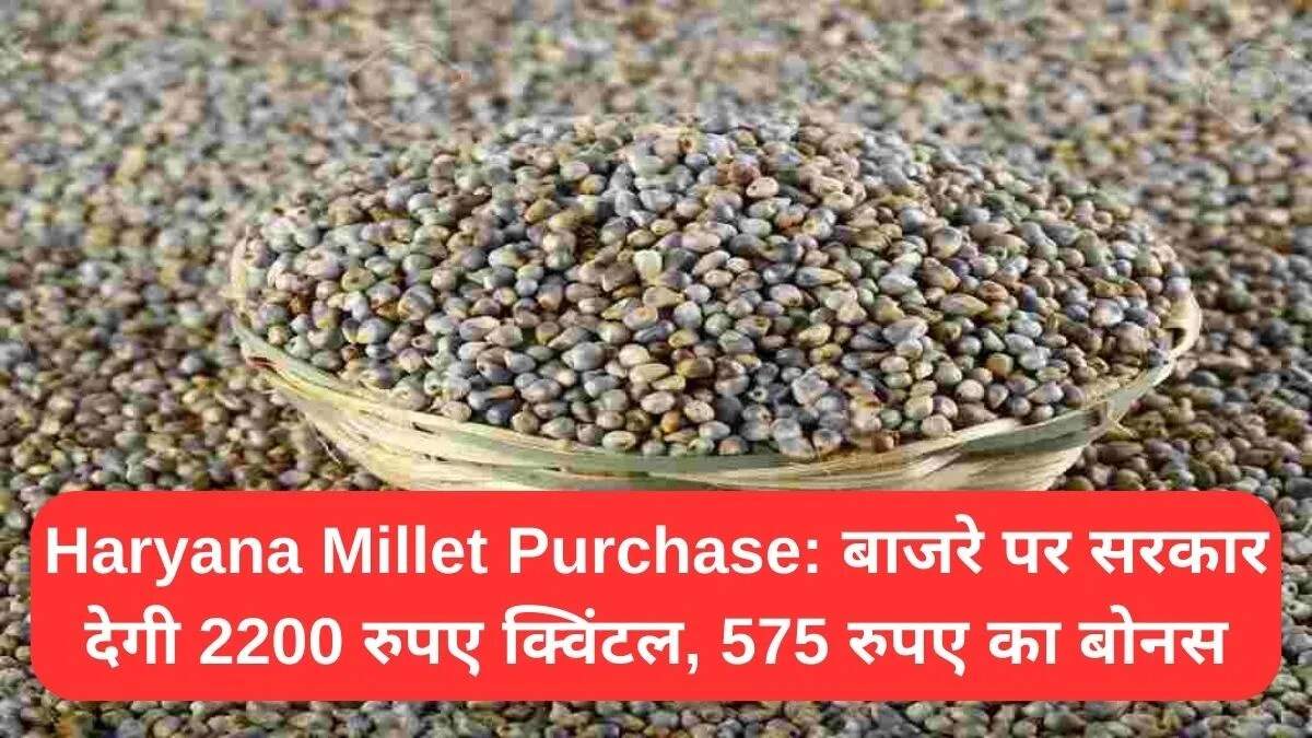 हरियाणा में बाजरे की खरीद के लिए नई दरें: किसानों को मिलेगा अधिक लाभ