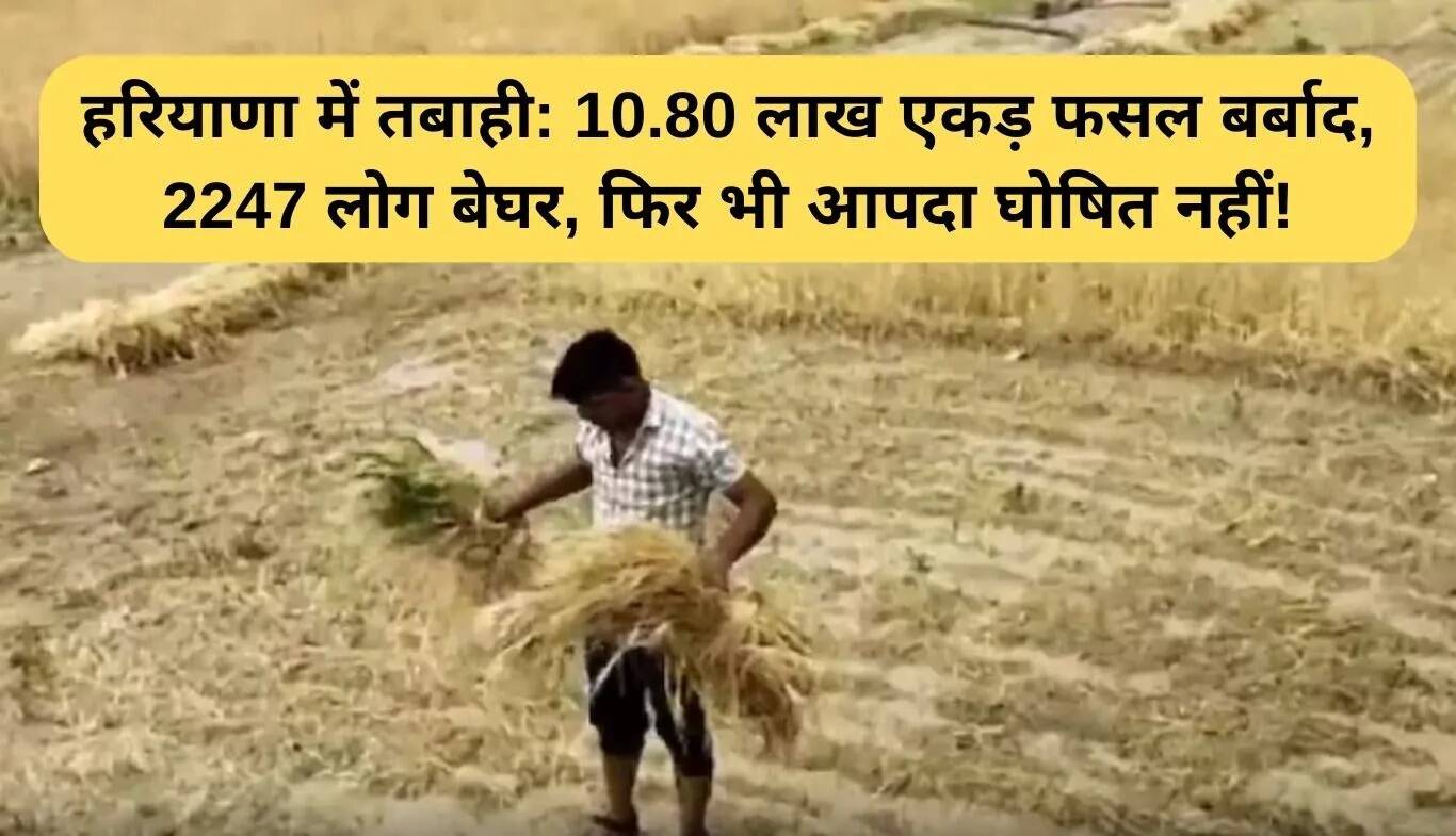 हरियाणा में बाढ़ से फसलों को भारी नुकसान, 2,247 लोग बेघर