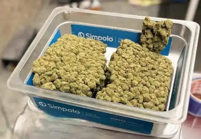 लखनऊ एयरपोर्ट पर ड्रग्स तस्करी का बड़ा खुलासा, 3.19 किलोग्राम गांजा बरामद