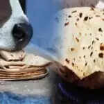 गाय को रोटी खिलाते समय ध्यान रखें ये बातें, वरना हो सकता है ग्रह दोष