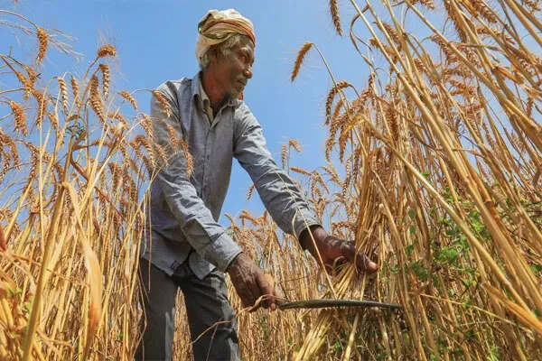 प्रधानमंत्री मोदी ने किसानों के लिए बढ़ाया गेहूं का MSP, मिली बड़ी राहत