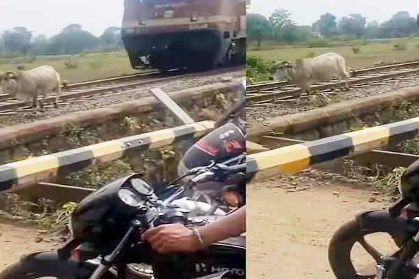 रेलवे ड्राइवर की सूझबूझ से बची गाय की जान, वायरल वीडियो में दिखी घटना