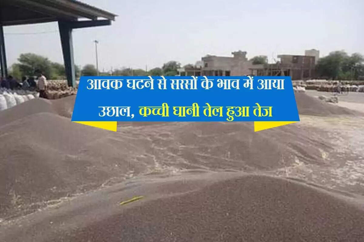 जयपुर मंडी में सरसों के भाव में तेजी, अन्य कृषि जिंसों में स्थिरता