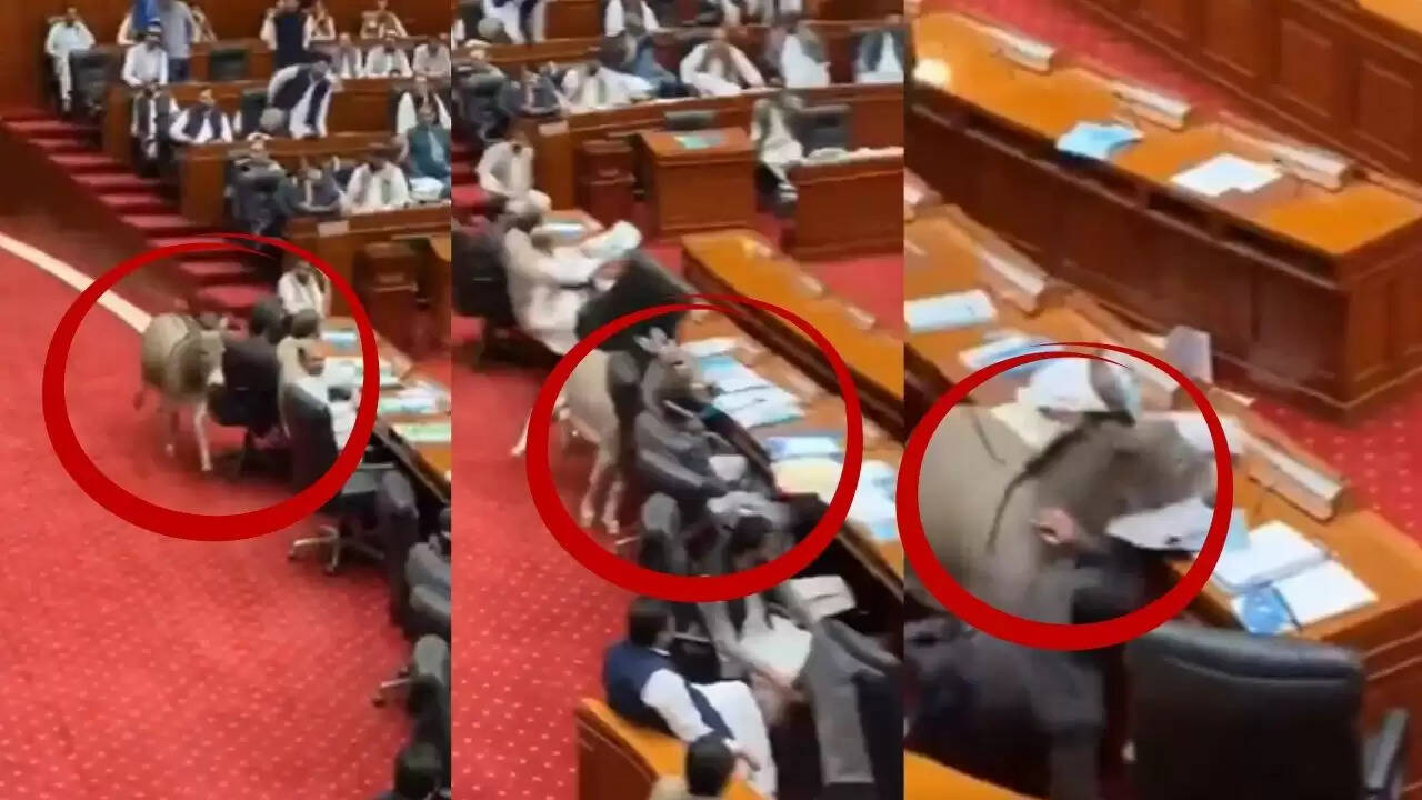 पाकिस्तान की संसद में गधे की अनोखी एंट्री ने मचाई धूम