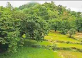हरियाली की चादर में ढका छत्तीसगढ़ का बलरामपुर वनक्षेत्र