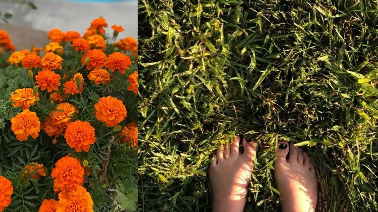 घर में कीड़ों से छुटकारा पाने के लिए पौधों के अद्भुत फायदे