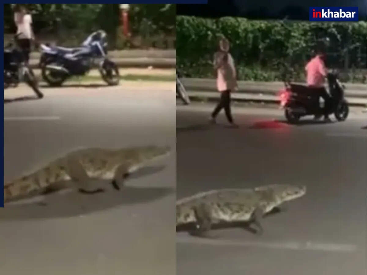 गुजरात में मगरमच्छ का सड़क पर घूमना बना चर्चा का विषय