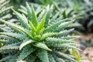 एलोवेरा: स्वास्थ्य के लिए अद्भुत औषधि के फायदे