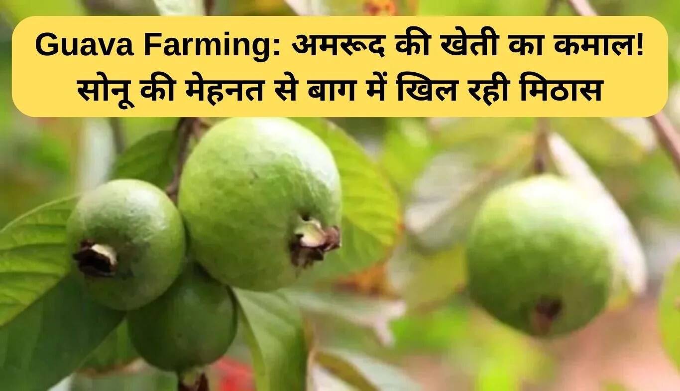 सोनू की मेहनत से अमरूद की खेती में मिठास का जादू