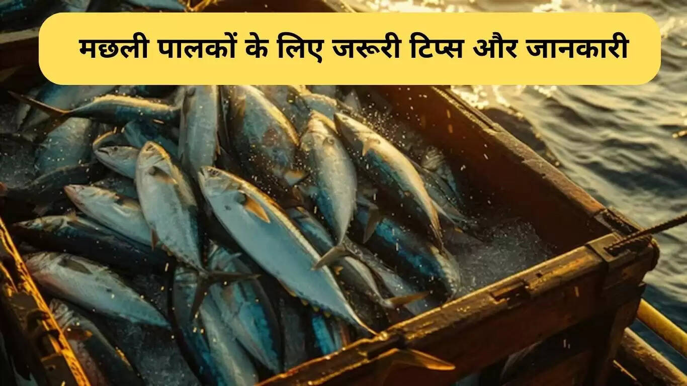 स्वस्थ मछली की पहचान के लिए महत्वपूर्ण सुझाव