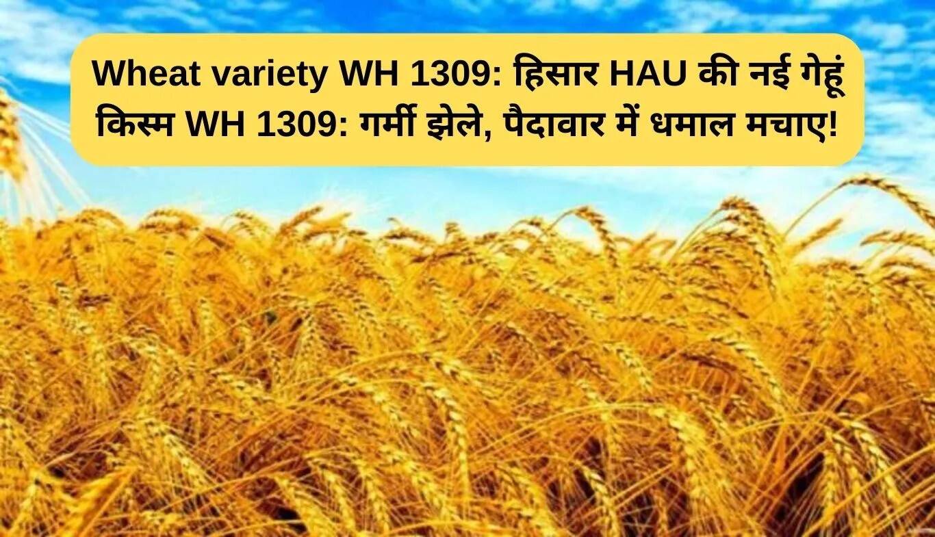 WH 1309: हरियाणा में नई गेहूं की किस्म जो गर्मी सहन करती है