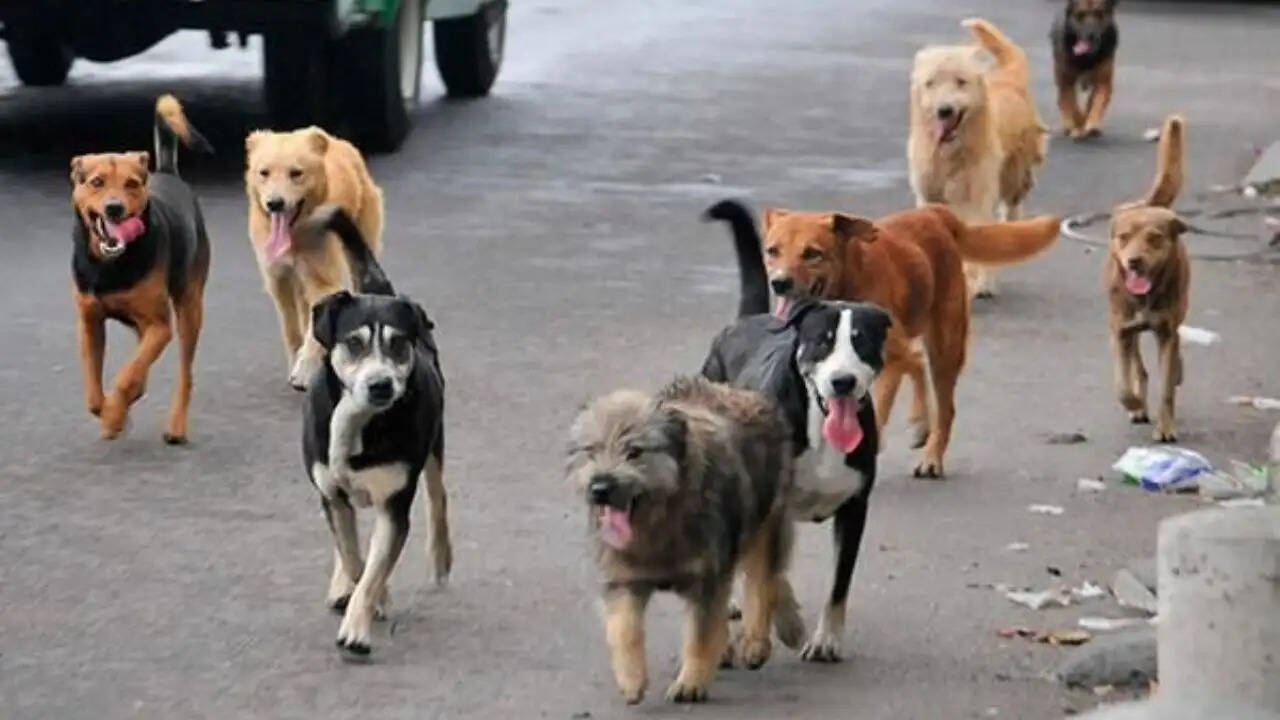 उज्जैन में तीन साल की बच्ची पर आवारा कुत्ते का हमला, गंभीर चोटें आईं