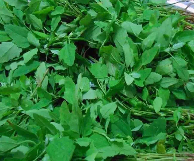 बथुआ के स्वास्थ्य लाभ: अनियमित माहवारी से लेकर ब्रेस्ट कैंसर तक