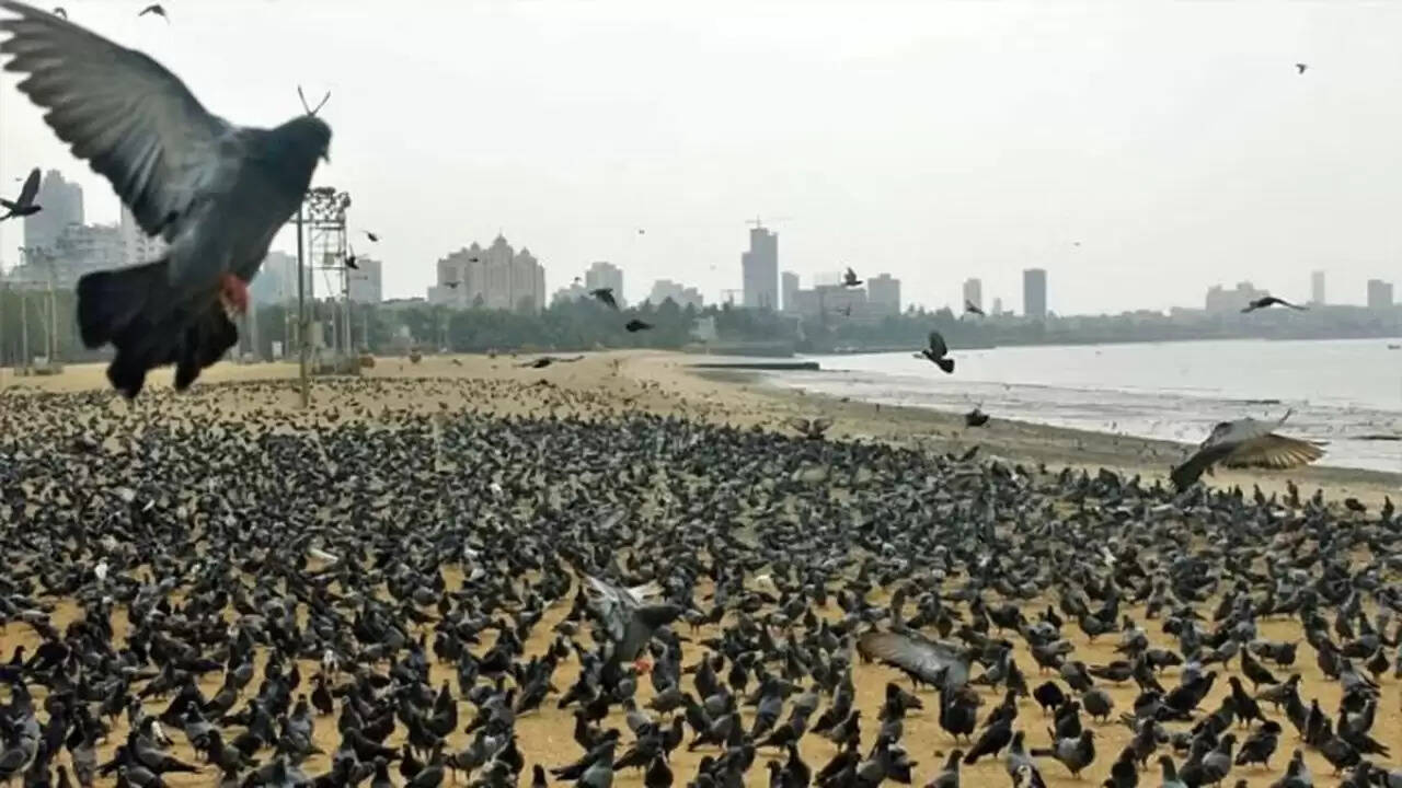 मुंबई में कबूतरों को दाना डालने पर रोक: हाईकोर्ट के आदेश का असर