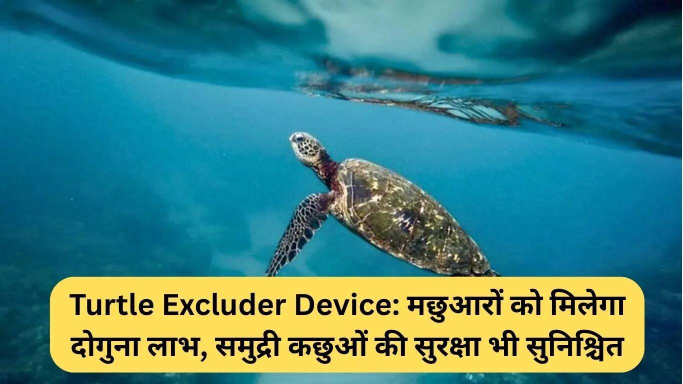 समुद्री कछुओं की सुरक्षा के लिए टर्टल एक्सक्लूडर डिवाइस का अनिवार्य उपयोग
