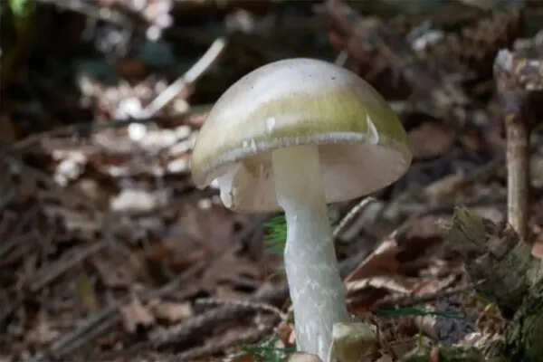 अमेरिका में जहरीले मशरूम से बढ़ी स्वास्थ्य चिंताएं, जानें क्या करें