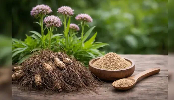 जटामांसी: तनाव कम करने और नींद सुधारने वाली जड़ी-बूटी