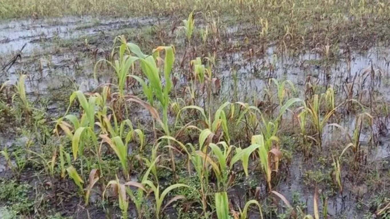 सोनीपत में यमुना बाढ़ से किसानों की फसलें प्रभावित, प्रशासन ने जारी किया अलर्ट