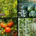 साल भर उगाई जाने वाली 10 फसलें और उनकी देखभाल