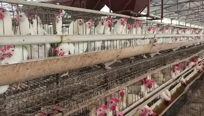 सहारनपुर बना उत्तर प्रदेश का प्रमुख अंडा उत्पादन केंद्र