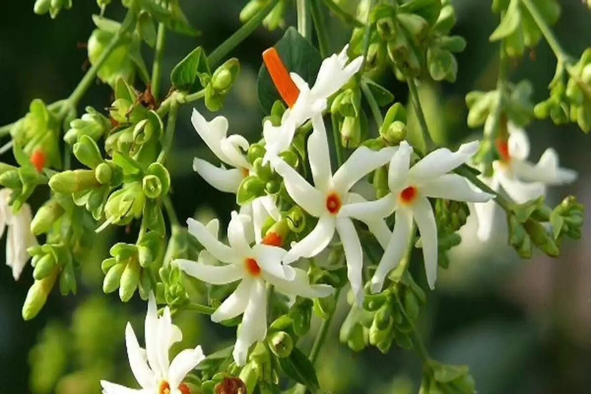 पारिजात वृक्ष: अयोध्या में पीएम मोदी द्वारा रोपित एक पौराणिक पौधा