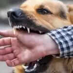 दिल्ली सरकार ने ह्यूमन रेबीज को नोटिफायबल डिजीज घोषित किया