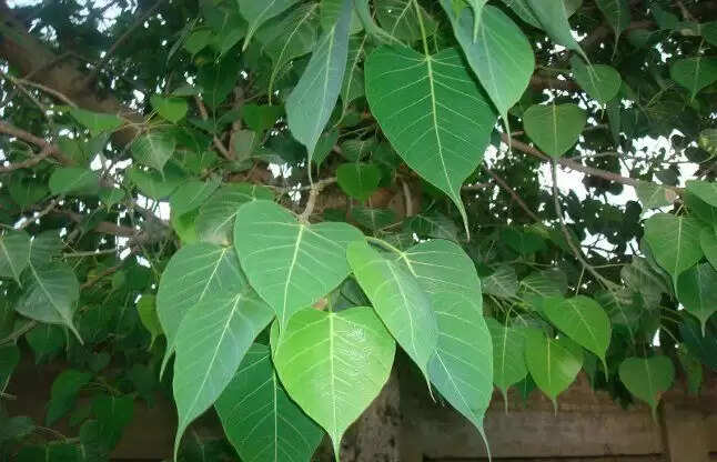 पीपल के पेड़ के अद्भुत औषधीय लाभ: जानें कैसे ये आपकी सेहत को सुधार सकता है