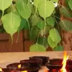 पीपल के पेड़ के नीचे दीपक जलाने से पितृ दोष से मिलेगी मुक्ति