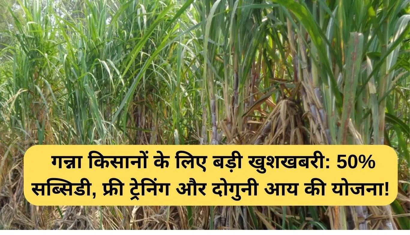 बिहार में गन्ना किसानों के लिए नई योजना: 50% सब्सिडी और मुफ्त प्रशिक्षण