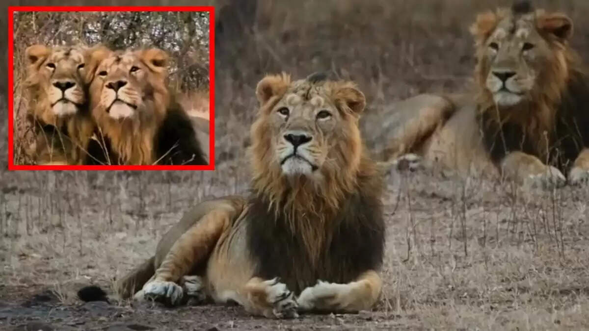 गुजरात के गिर नेशनल पार्क में शेरों की अनोखी दोस्ती का अंत
