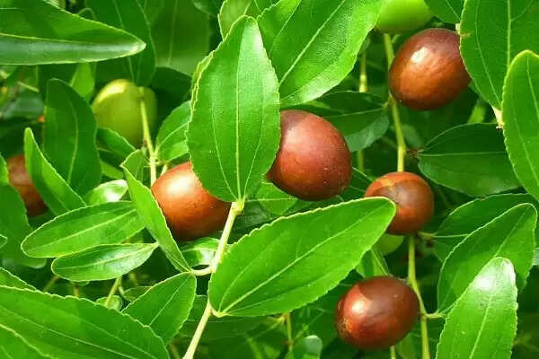 बेर के पत्तों के अद्भुत फायदे: फुंसी और गले की समस्याओं का समाधान