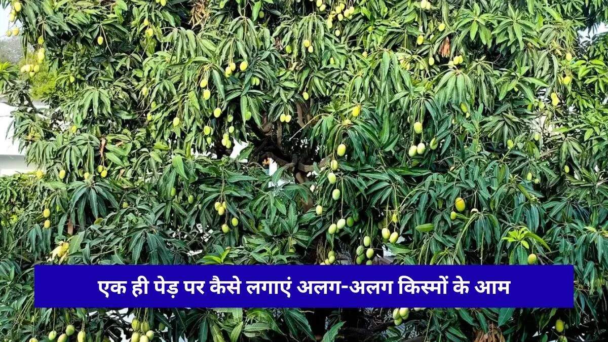 एक ही पेड़ पर कई आम की किस्में: मल्टी वैरायटी मैंगो फार्मिंग की नई तकनीक