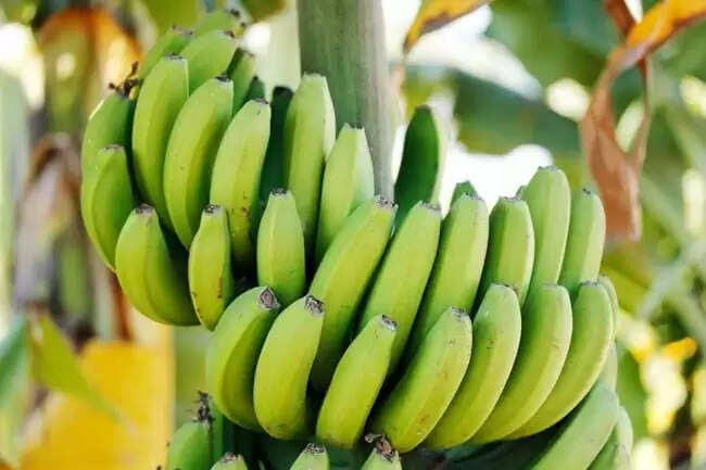 कच्चे केले के स्वास्थ्य लाभ: डायबिटीज में मददगार